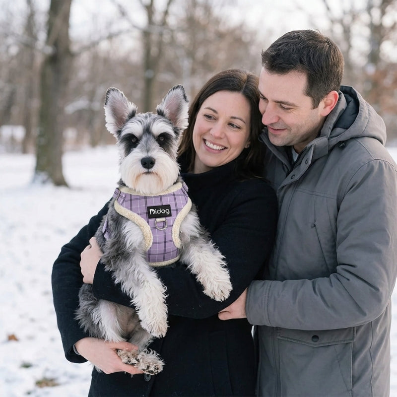 Harnais chien petite taille mauve schnauzer porté par une femme près d un homme dans la neige