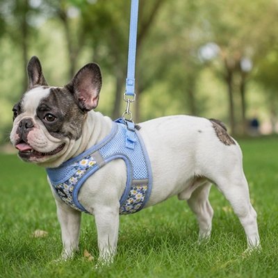 Harnais pour Chien bleu