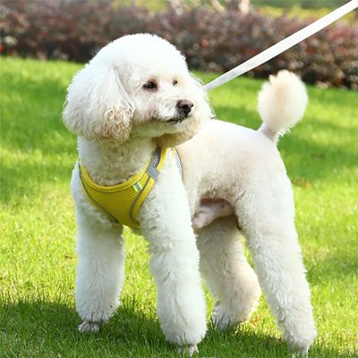Harnais pour petit Chien jaune sur le gazon