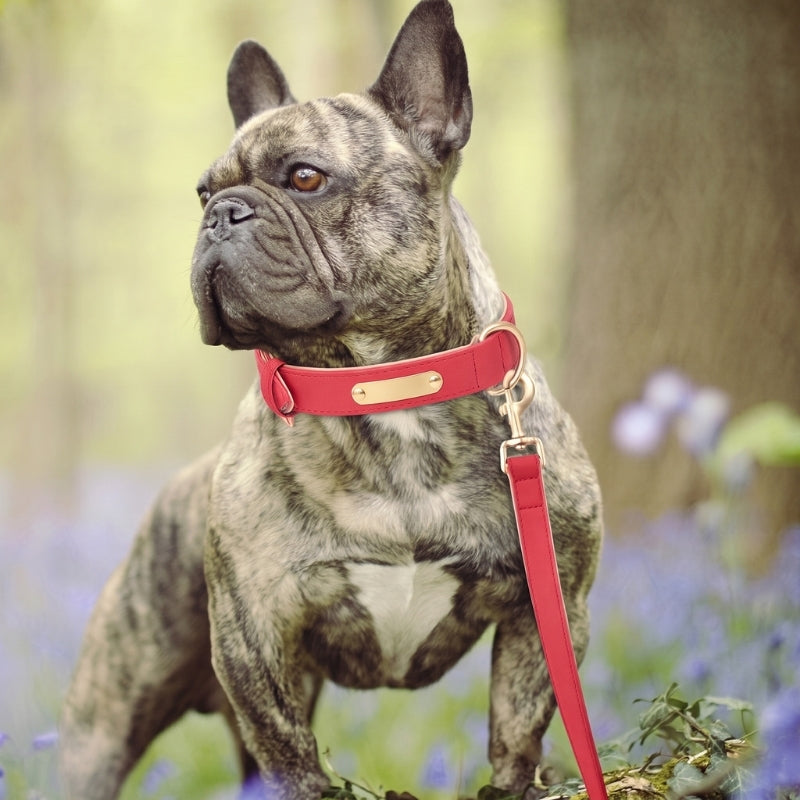 Collier chien rouge dans la foret