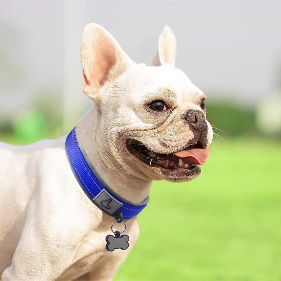 Collier chien bleu bouledogues