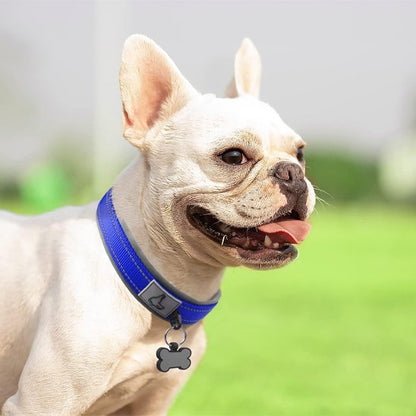 Collier chien bleu bouledogues