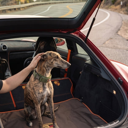 Collier chien en arrière d'une voiture un garçon caresse le chien