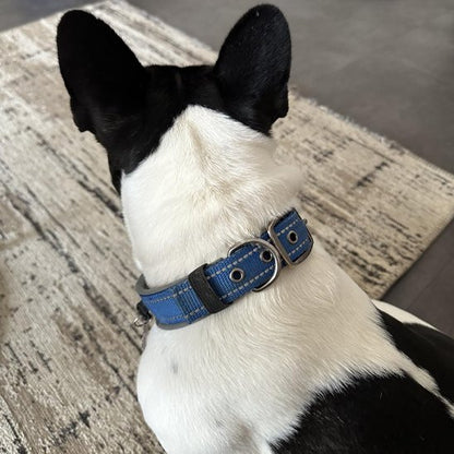 Collier chien noir à la maison