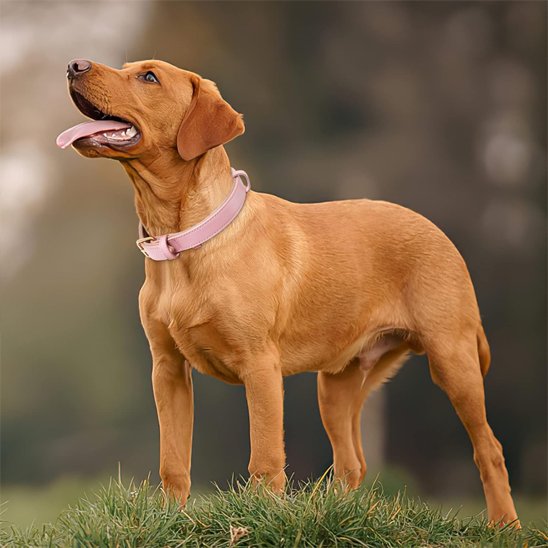 Collier chien Rose regardant son maître