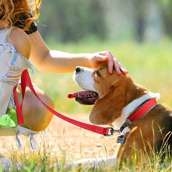 Collier chien Rouge une dame flatte son chien