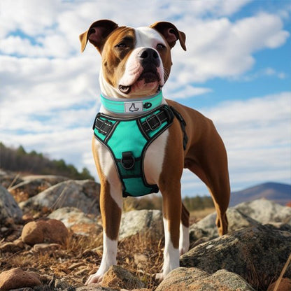 Collier chien Vert sur une montagne