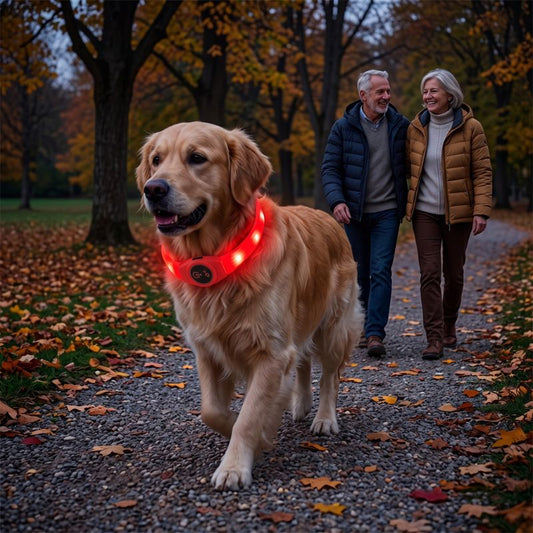 Collier lumineux chien SuperLed 300m un couple promene leur chien dans un sentier en automne