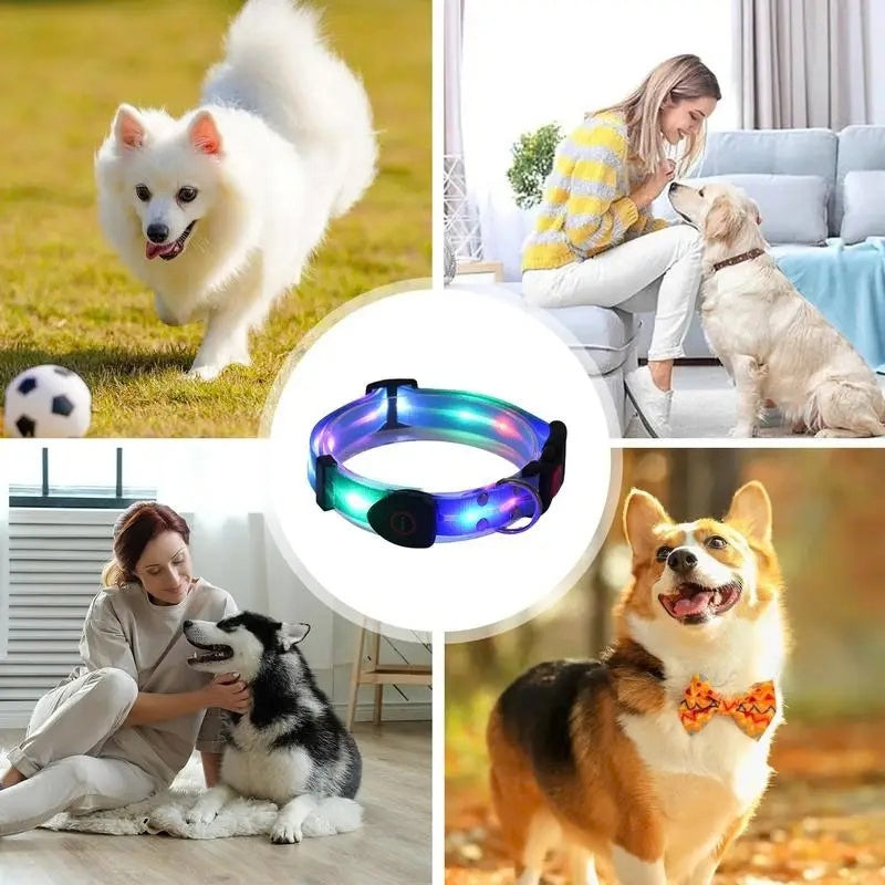 Collier lumineux pour chien quatre chiens différents