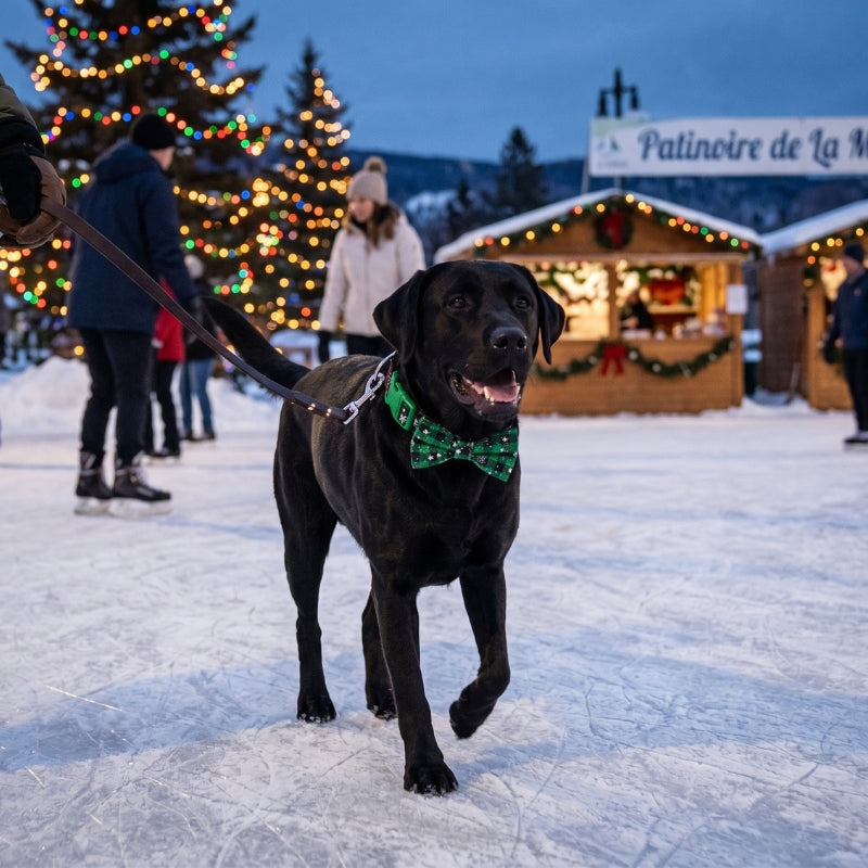 Collier pour chien chien sur la glace tenu en laisse par son maître
