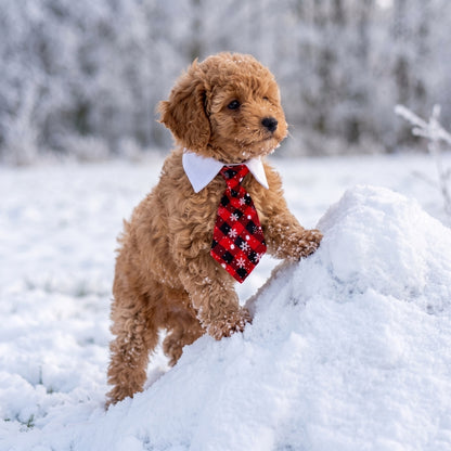 collier pour chien chiot dans la neige avec cravate de Noël rouge