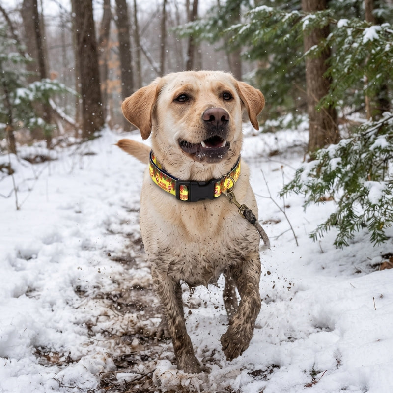 Collier pour chien dans une piste en hiver en forêt