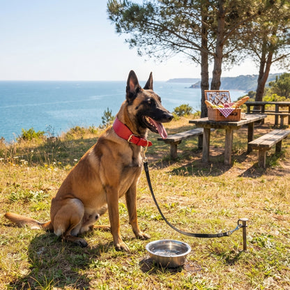 Collier pour chien promenade près du lac