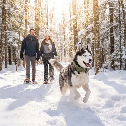 Collier pour chien randonnée dans la neige