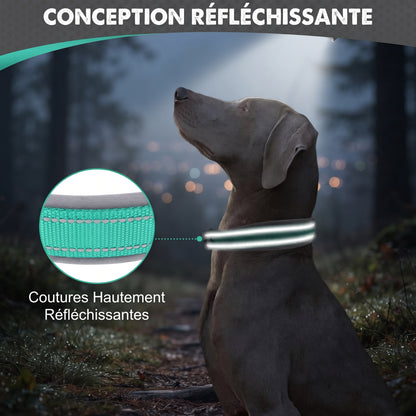 Collier chien | Résistant et Confortable