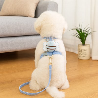 Harnais chien abeille bleu porté par un petit chien blanc avec sa laisse devant un canapé
