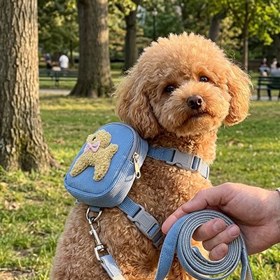 hien portant un harnais bleu et jaune dans un parc