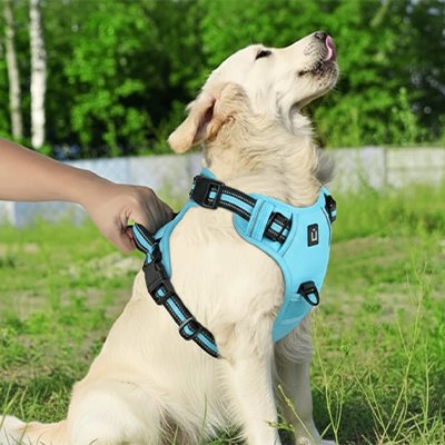 Harnais chien bleu une main tient le harnais