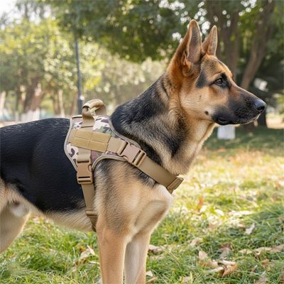 Harnais chien camouflage berger allemand