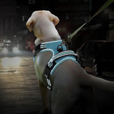Harnais chien dans la nuit