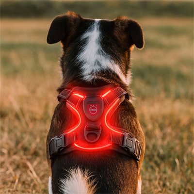 Harnais chien Harnais rouge lumineux sur chien