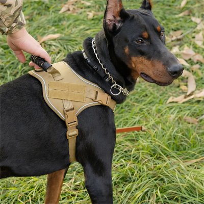 Harnais chien jaune Dobermann