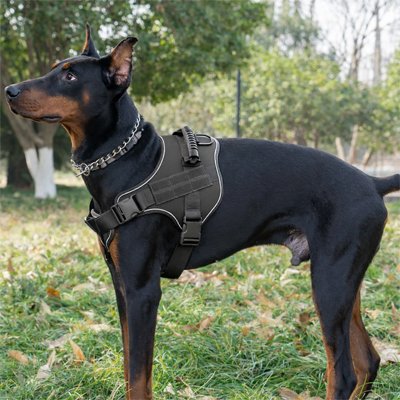 Harnais chien noir Dobermann