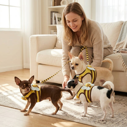 Harnais chien petite taille abeille jaune trois chihuahuas avec une femme dans le salon