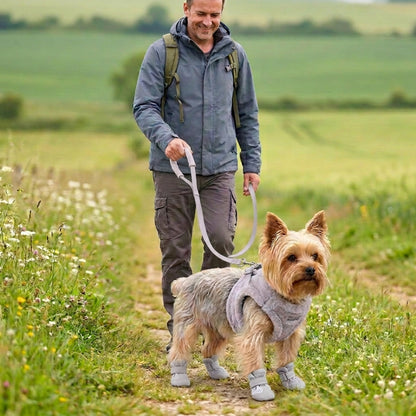 Harnais chien petite taille gris yorkshire en promenade avec un homme à la campagne