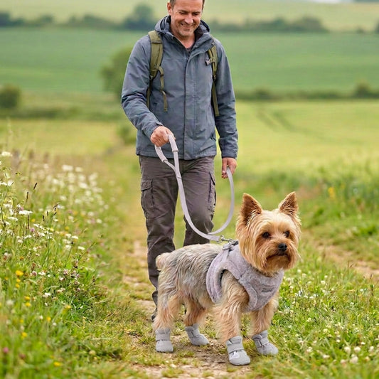 Harnais chien petite taille gris yorkshire en promenade avec un homme à la campagne