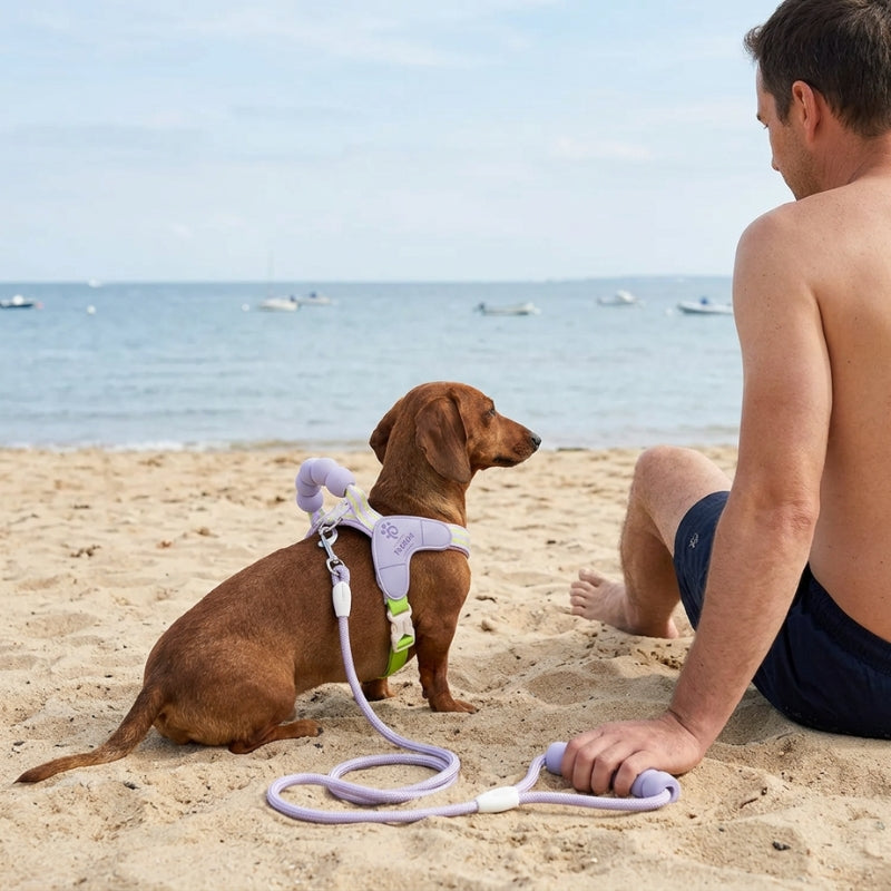 Harnais chien petite taille mauve teckel et propriétaire assis sur le sable face à la mer