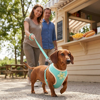 Harnais chien petite taille vert menthe sur un teckel promené par un couple devant un kiosque