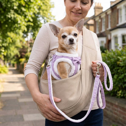 Harnais chien petite taille violet sur un chihuahua porté dans un sac à bandoulière par une femme en promenade