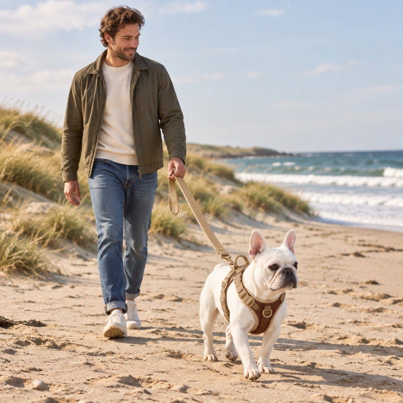 Harnais chien randonnée chocolat sur un bouledogue blanc promené en laisse par un homme sur une plage de sable