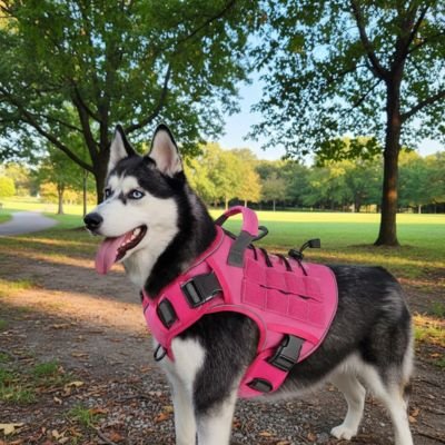Harnais chien rose à la campagne