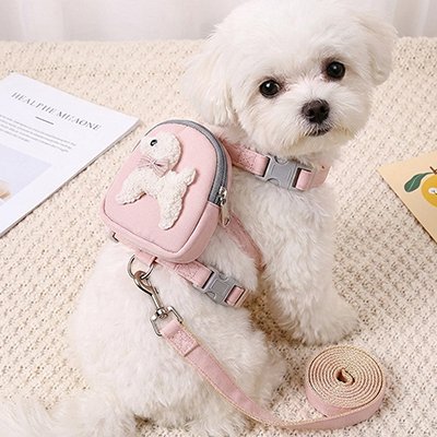 Petit chien blanc portant un harnais rose