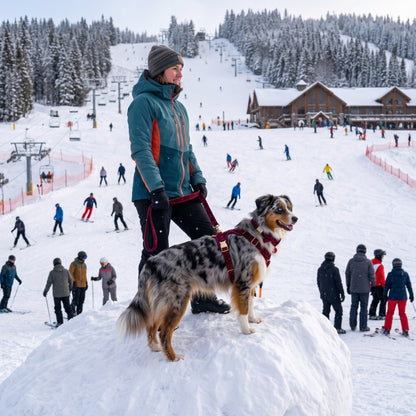 Harnais pour chien berger australien en promenade à la montagne dans la neige