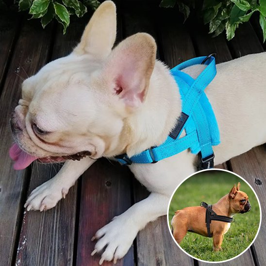 Harnais pour chien bleu trottoir