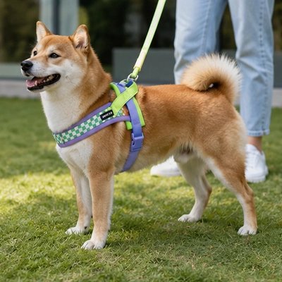 Harnais pour Chien mauve