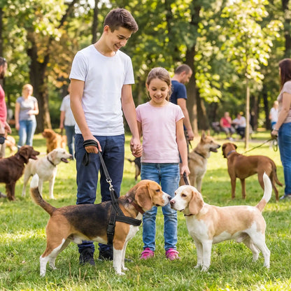 harnais pour chien noir beagle