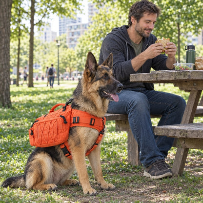 Harnais pour chien orange berger allemand assis près de François qui déjeune