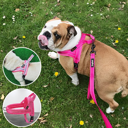 Harnais pour chien rose