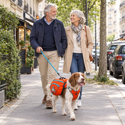 Harnais pour chien rouge orangé sur un épagneul promené en laisse par un couple âgé en ville
