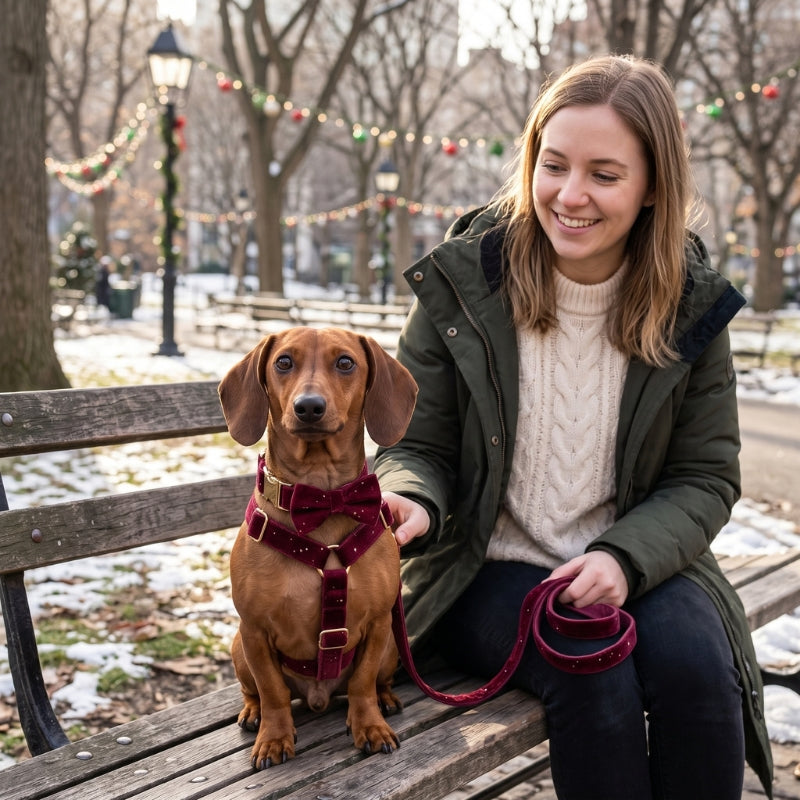 Harnais pour chien teckel avec sa maîtresse dans un parc enneigé
