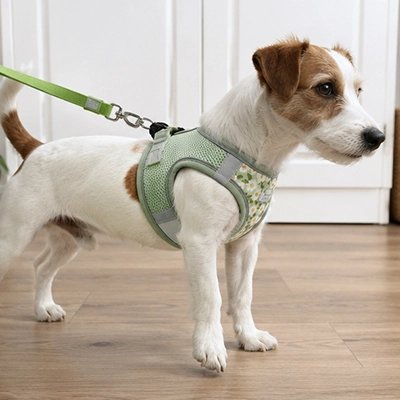 Harnais pour Chien vert laisse