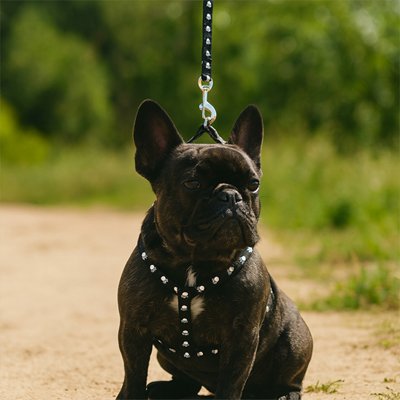 Harnais pour Chien