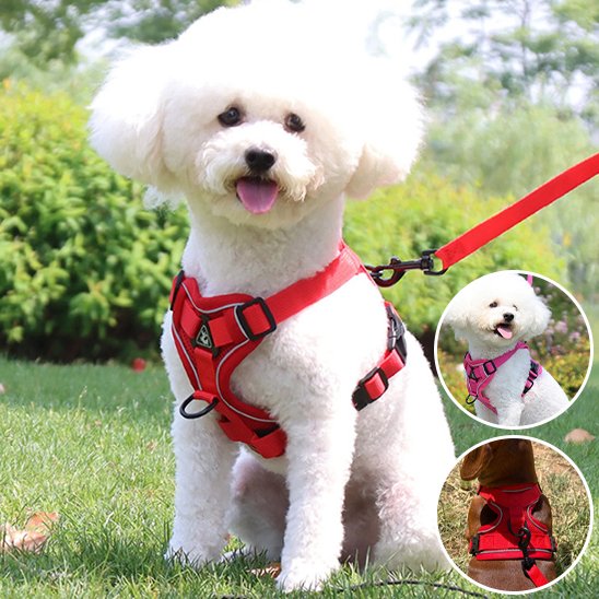 Harnais pour chien
