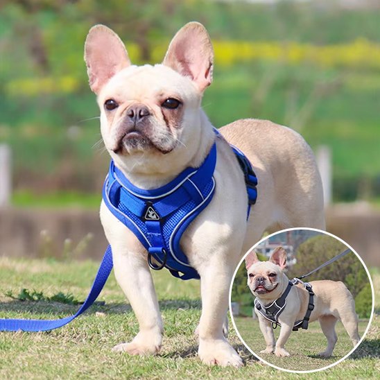 Harnais pour chien