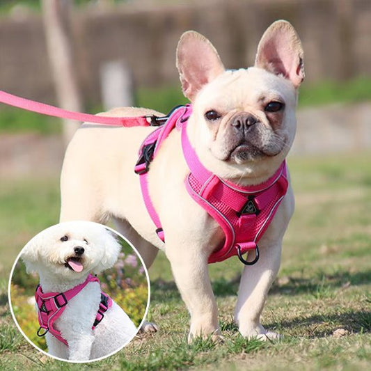 Harnais pour chien