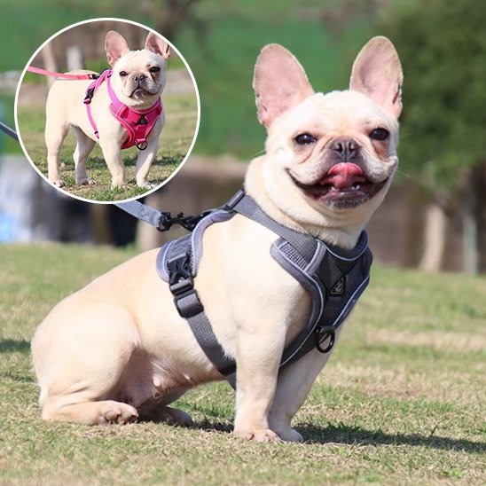 Harnais pour chien